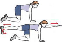 Les images montrent une personne effectuant le « chien pointeur », un exercice des muscles profonds de l’abdomen et du bas du dos.